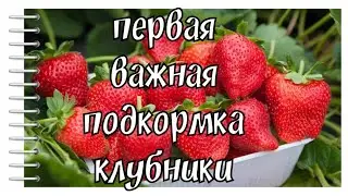 Первая важная подкормка клубники.