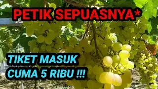 Kebun Anggur di Pati Jawa Tengah