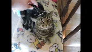 Brushing a happy, content cat (oddly satisfying)