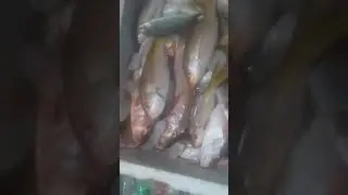 pesca em jaua so vermelho