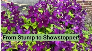 Adding Clematis Vine to a Flower Bed