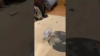 Лол