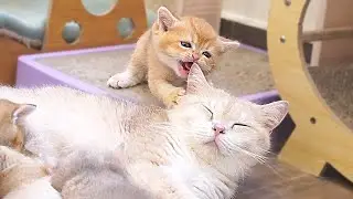 The hungry kitten who meowed loudly, reaching out to touch mom cat to ask for milk, is so cute