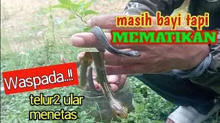 Musim Telur Ular Menetas ditemukan Bayi Kobra