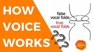 How Voice Works: Anatomy and Physiology of Voice