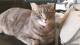 Как коты поют Спасибо