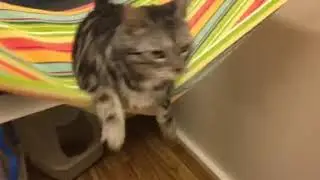 Sophie Kitty Mail!!