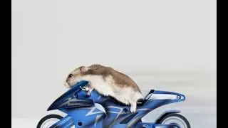 Hamster on Bike