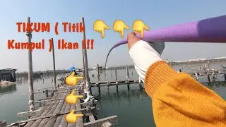 Tidak Di Sangka !!! Rumpn Terbengkalai Ini Jadi Sarang Ikan Baronang
