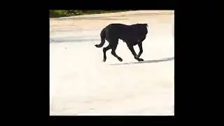Funny trending Prank😆 #viral #fun #trending  #dog