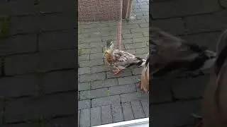 Urlaub 🏖 Eine hat mit ihrem Schnabel gegen Fenster geklappt 😅