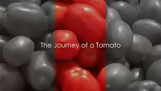The Hidden Truth: Why Are Tomatoes Red?