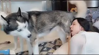 질척거리는 주인을 본 허스키  [시베리안허스키(Siberian husky,シベリアンハスキー), 시바견(Shibainu,柴犬), 믹스견백설]