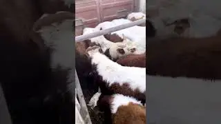 СКОТНЫЙ рынок Манас