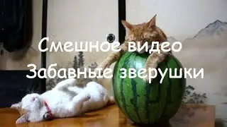 Смешное видео.Забавные зверушки.