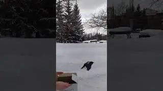 выпуск дятла