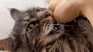 🔊Why Maine Coon Cats are The Most Dangerous Cat Breed 🙀