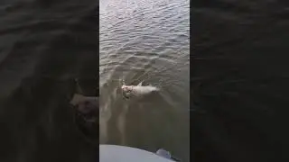 Карась