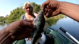 СОМ АТАКОВАЛ ОКУНЯ Я ПОТРЯСЕН