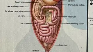 Здоровое ли пищеварение у зверя?