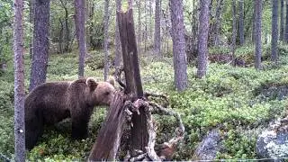 Brown bear monitoring in Pasvik national reserve (Russia), part 2