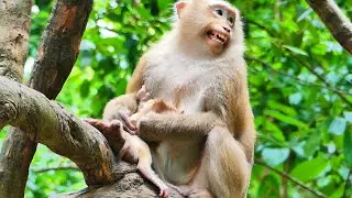 Momma Rose pushing out baby Robin from milk, Rose's family monkey