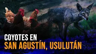 #Usulutan || Coyotes en San Agustín