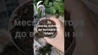 20 марта. Пора сеять томаты #garden #tomato