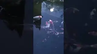 Вечерний ужин карпов Кои)