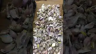 Чеснок. Эксперимент