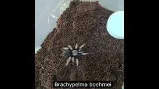Павук птахоїд.