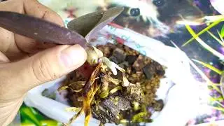 Реанимация орхидеи, кора и цеофлора чуть не погубили красоту.
