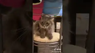 Кот на кассе