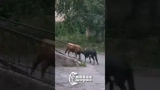 Поединок быков засняли в Таштаголе #рекомендации #вмиреживотных #быки