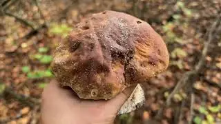 Вихід в ліс за грибами 🍄‍🟫 Частина 3: артефакти та аномалії