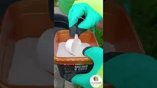 У ГОЛУБИКИ КРАСНЫЙ ЛИСТ 😱 | Что делать? Расскажем! #shorts