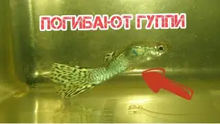 ПОЧЕМУ УМИРАЮТ ГУППИ