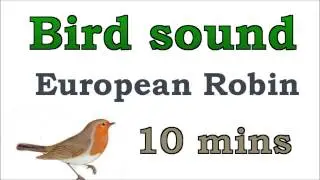 Bird sound #4 - European Robin