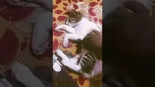 my lovely cat...