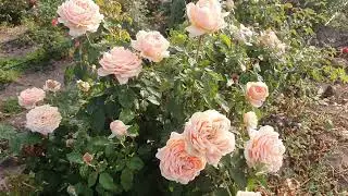 EDROSES/Троянда 🌹 Анае ( Anahe), Orard Франція, 2012. Чайно-гібридні (Hybrid Tea)