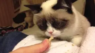 Grumpy Cat getting some special treats after being on the TODAY show!