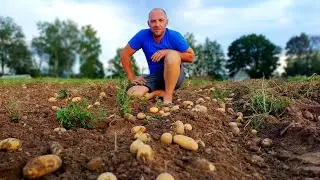 Без драников точно не останемся. Заготавливаем яблочный сок