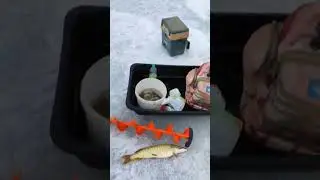 Аспара отчёт рыбалка