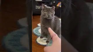 The General