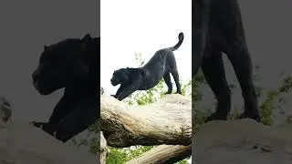 Cet animal risque de vous charmer