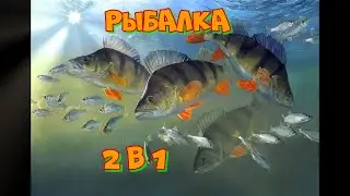 Две рыбалки вместе!!!) Рыбалка на Онежском озере. Ловим крупных окуней.