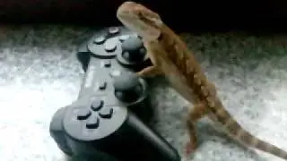Knut spelar Playstation