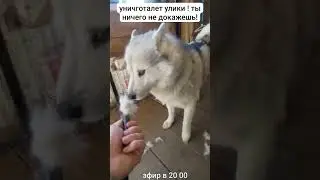 сам догадайся чье это 