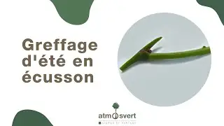 Greffage des Arbres Fruitiers à Noyaux en Écusson: Maîtrisez cette Technique estivale !