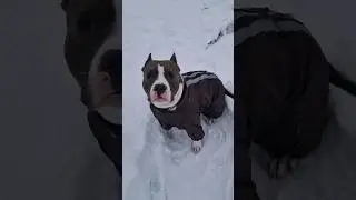 Амстафф Локи 3 года | Сугробные Дела | Стаффорд | Amstaff Loki